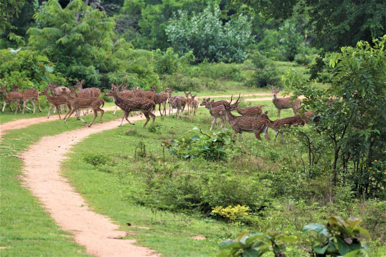 Yala Safari River View Hotel Tissamaharama Exterior photo